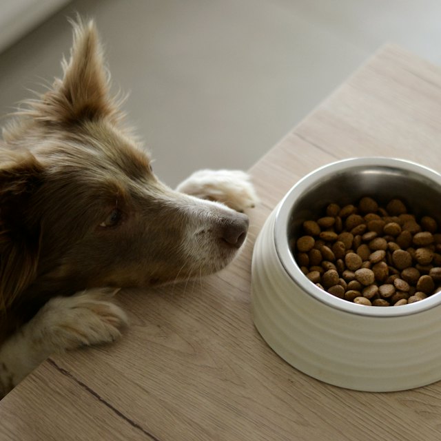 Pet food & treats