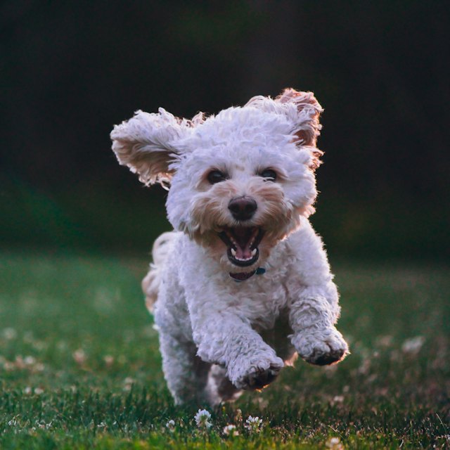 Pet grooming & boarding
